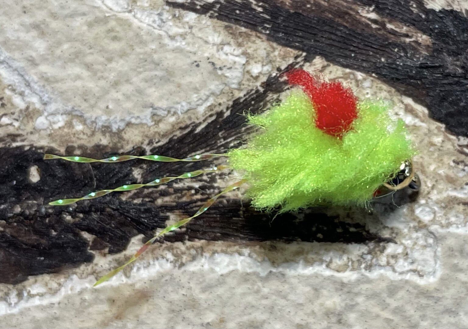 Eggstasy Egg with Blood Dot Fossil Fish Fly Shop